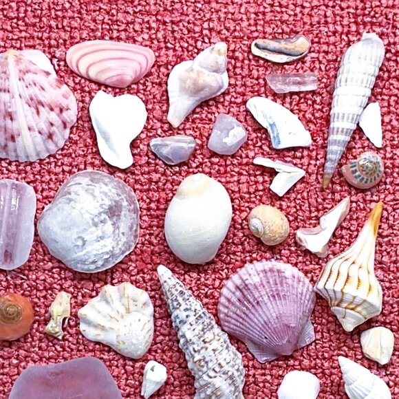 Pretty Pink Shell Display - Picture 6 of 6